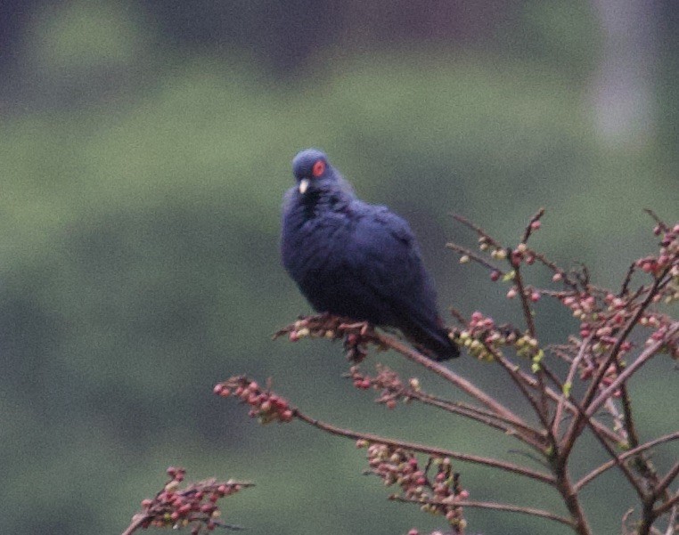 Madagascar Blue-Pigeon - ML611758490