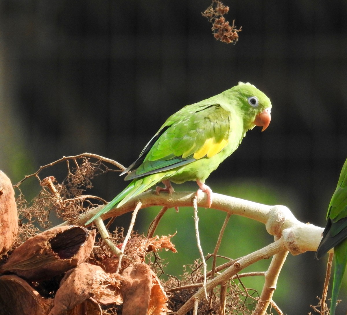 Yellow-chevroned Parakeet - ML611758591