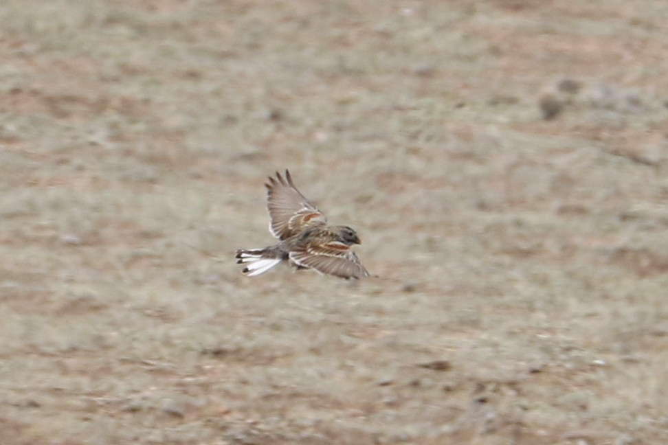 Thick-billed Longspur - ML611758628