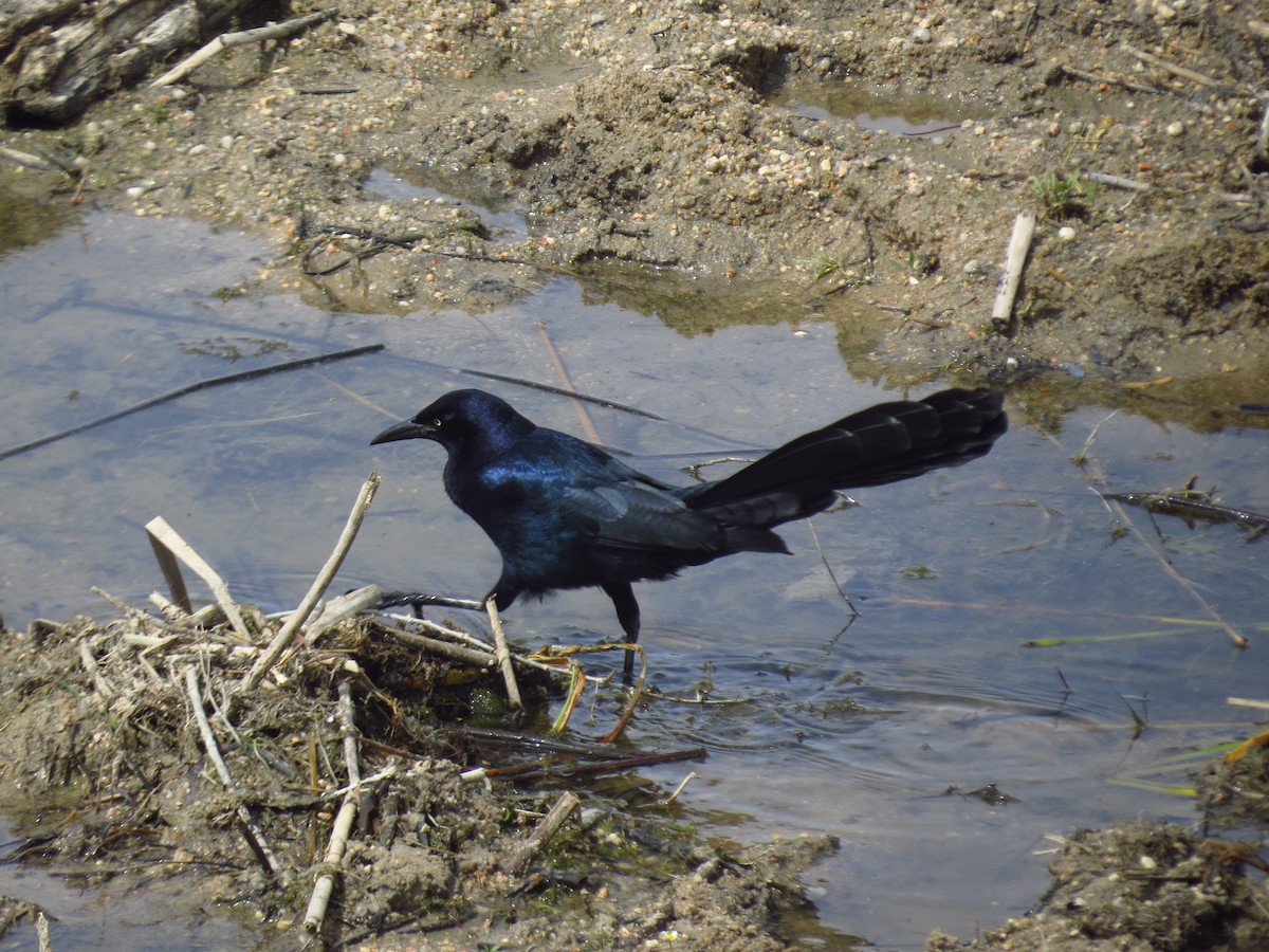 Great-tailed Grackle - ML611758708