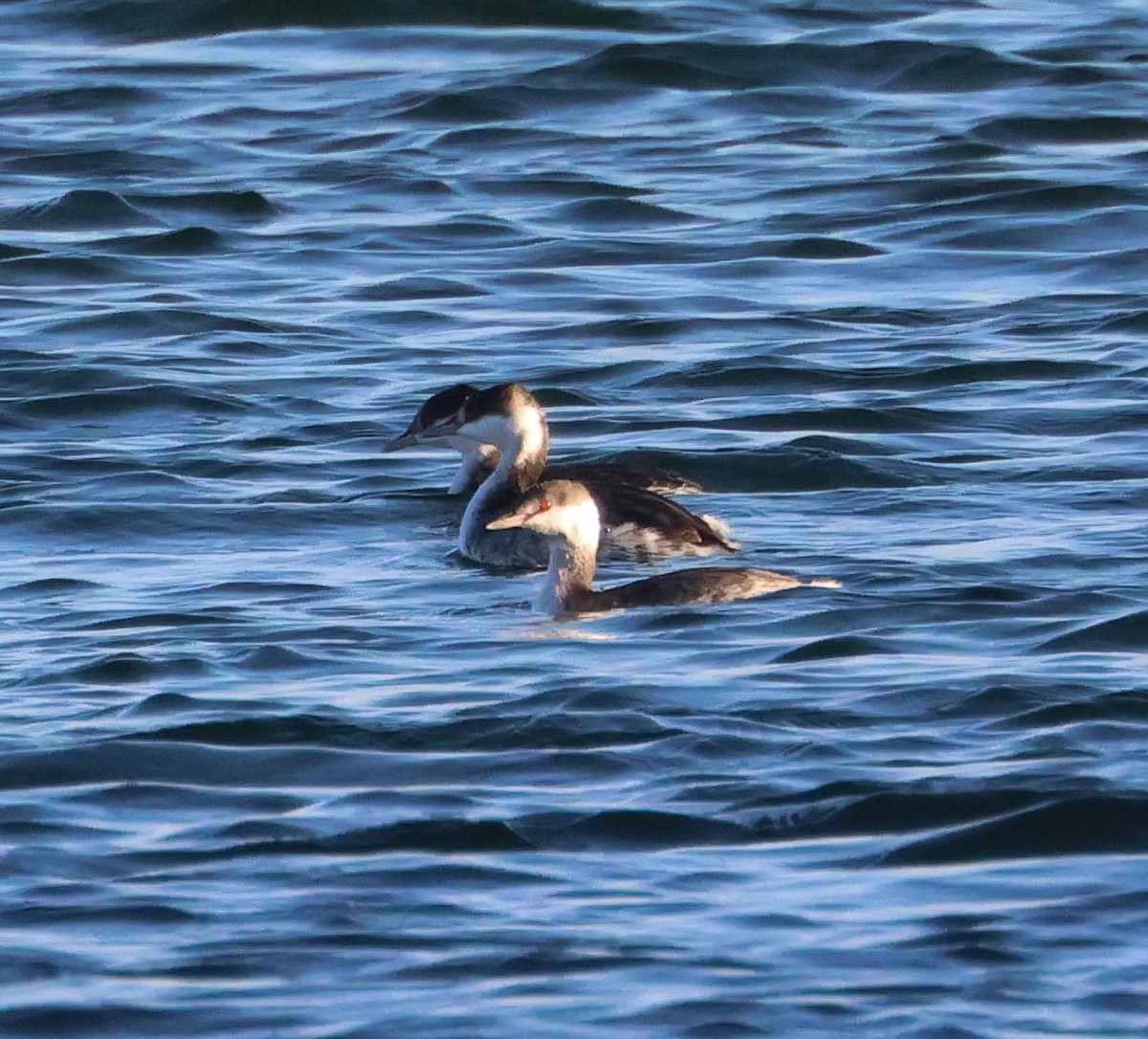 Horned Grebe - Lee Anne Beausang