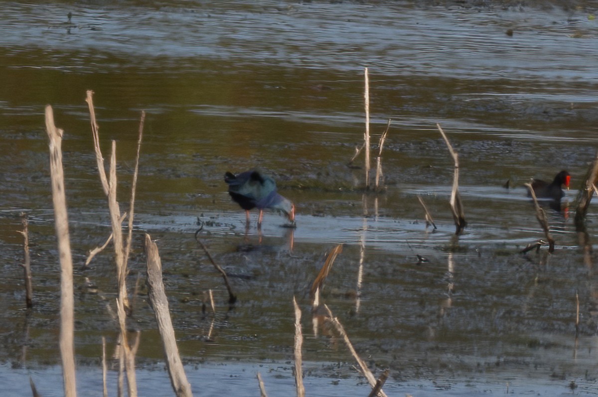 Gray-headed Swamphen - Lynette Spence