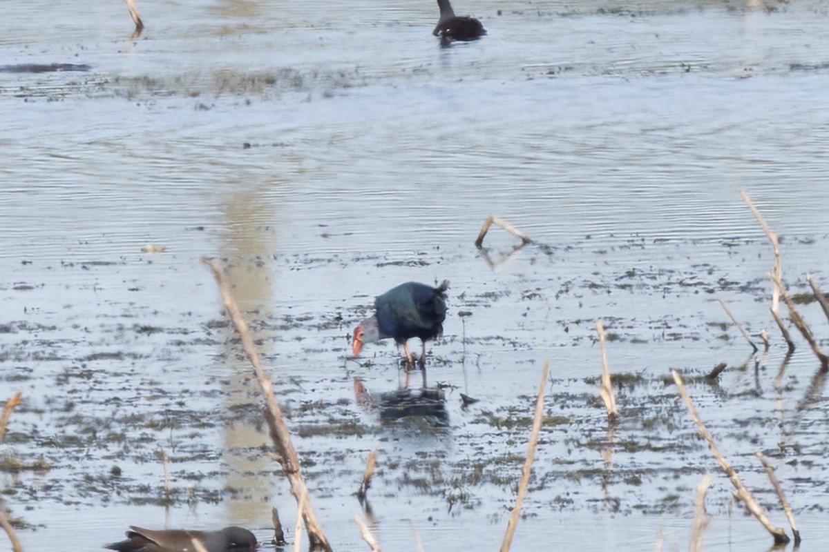 Gray-headed Swamphen - Lynette Spence