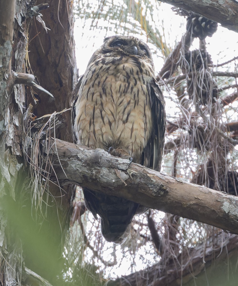 Madagascar Owl - Michael Todd