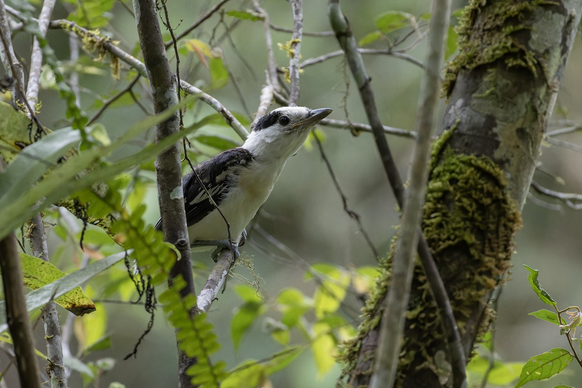 Hook-billed Vanga - ML611759135