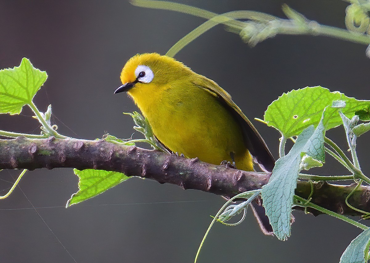 Mbulu White-eye - Ad Konings