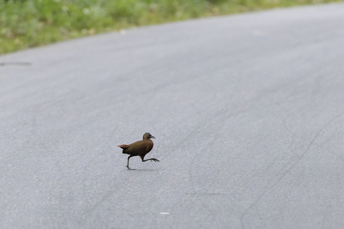 Madagascar Forest Rail - ML611759218