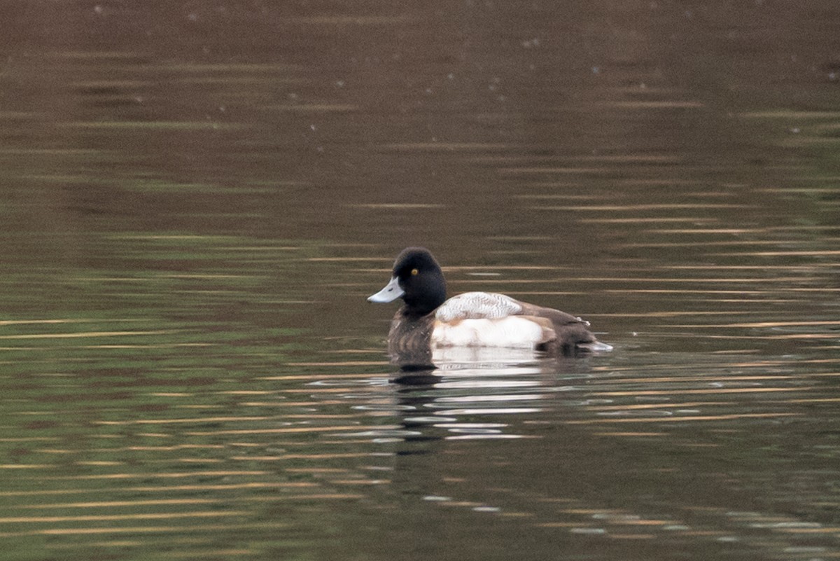 Lesser Scaup - Lynn Gregg