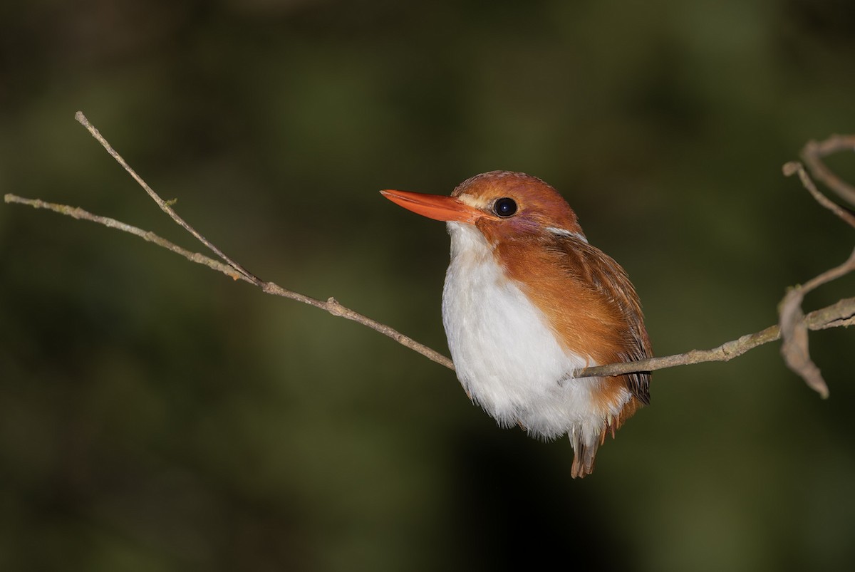 Madagascar Pygmy Kingfisher - Michael Todd