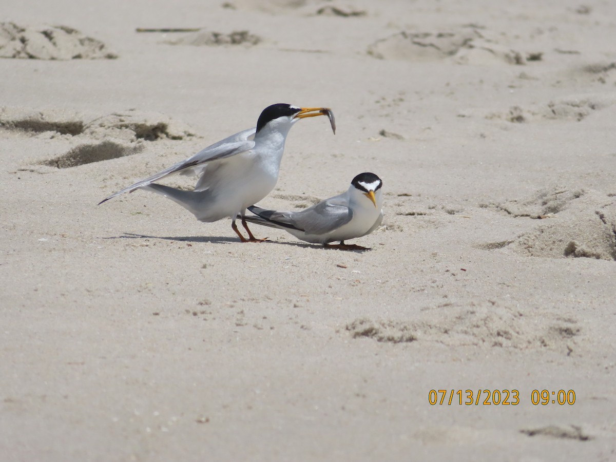 Least Tern - ML611759277