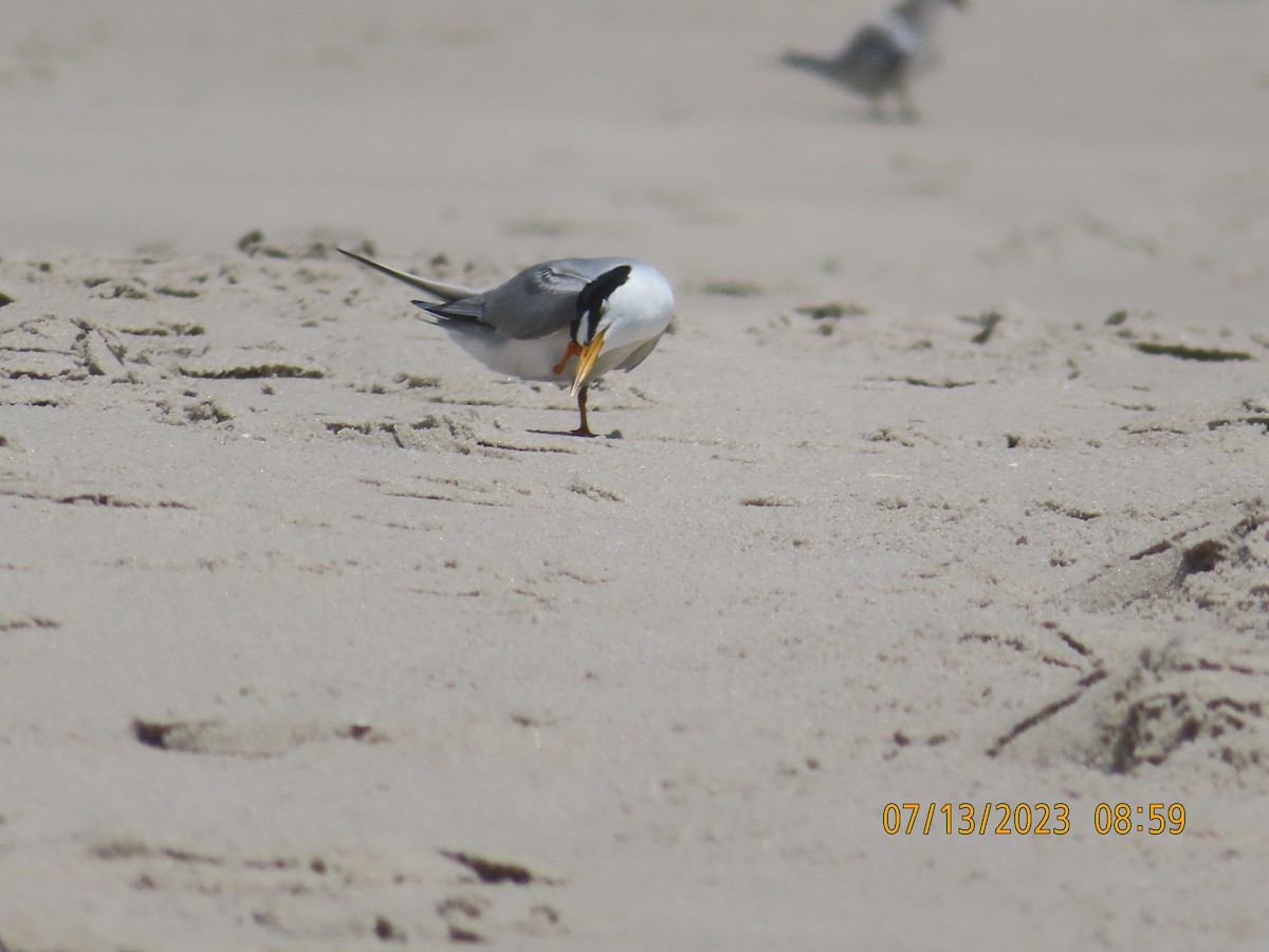 Least Tern - ML611759280