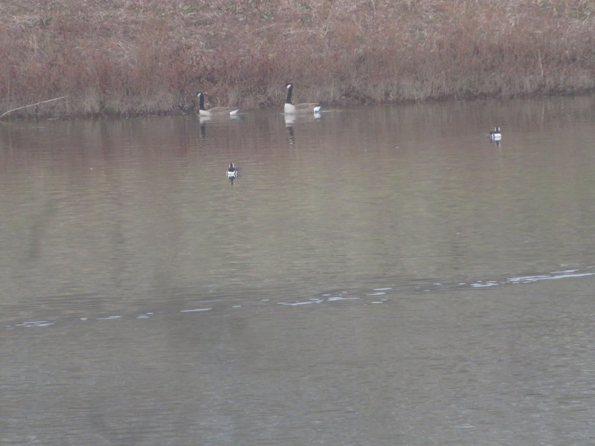 Hooded Merganser - ML611759401