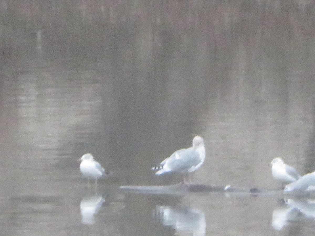 Herring Gull - ML611759412