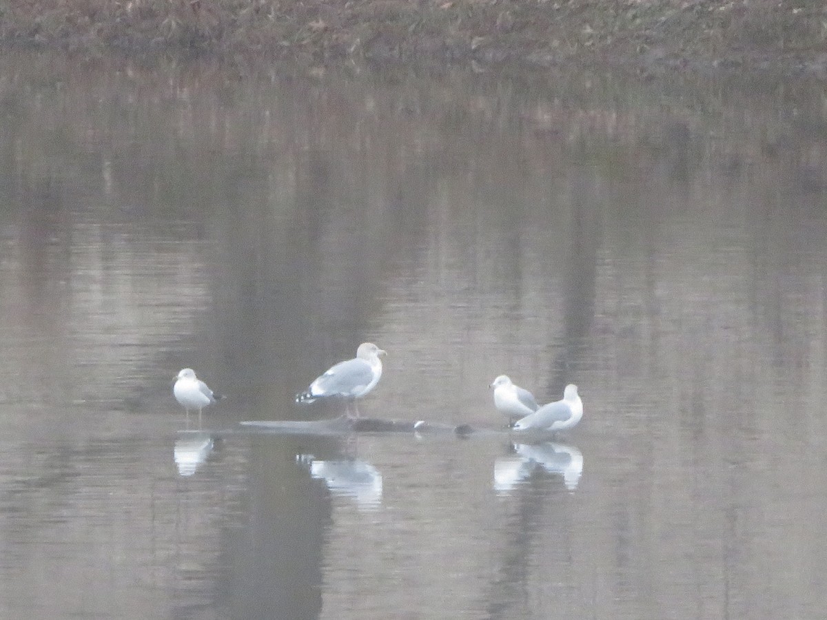 Herring Gull - ML611759413