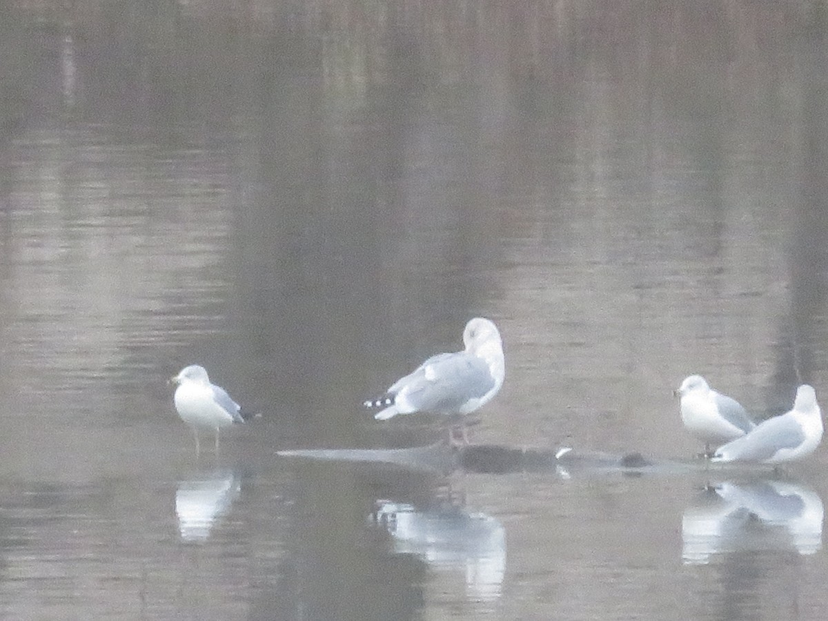 Herring Gull - ML611759414