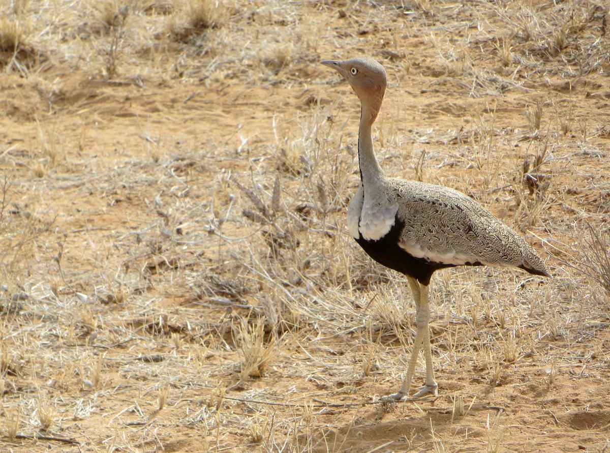 Buff-crested Bustard - ML611759615