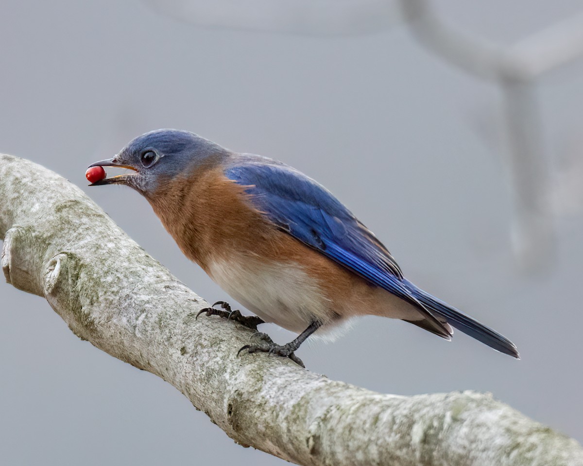 Eastern Bluebird - ML611759655