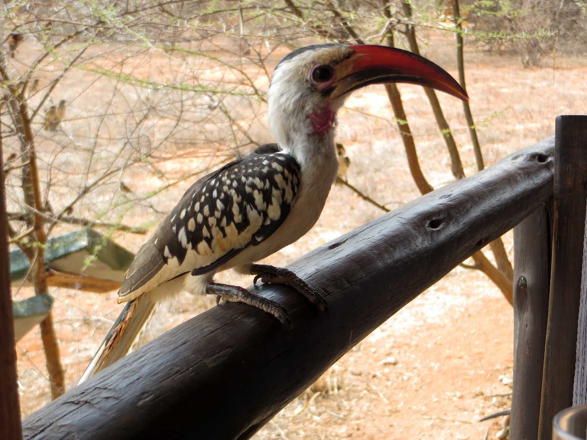 Northern Red-billed Hornbill - Delfin Gonzalez