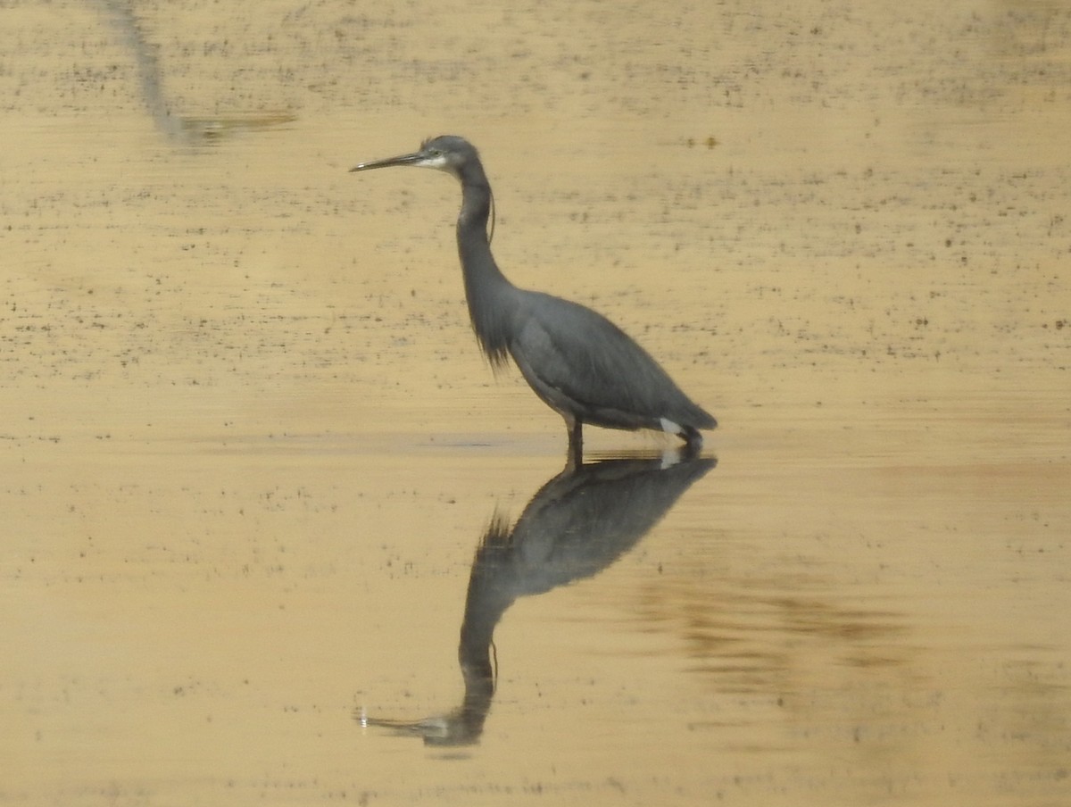 Western Reef-Heron - César María Aguilar Gómez