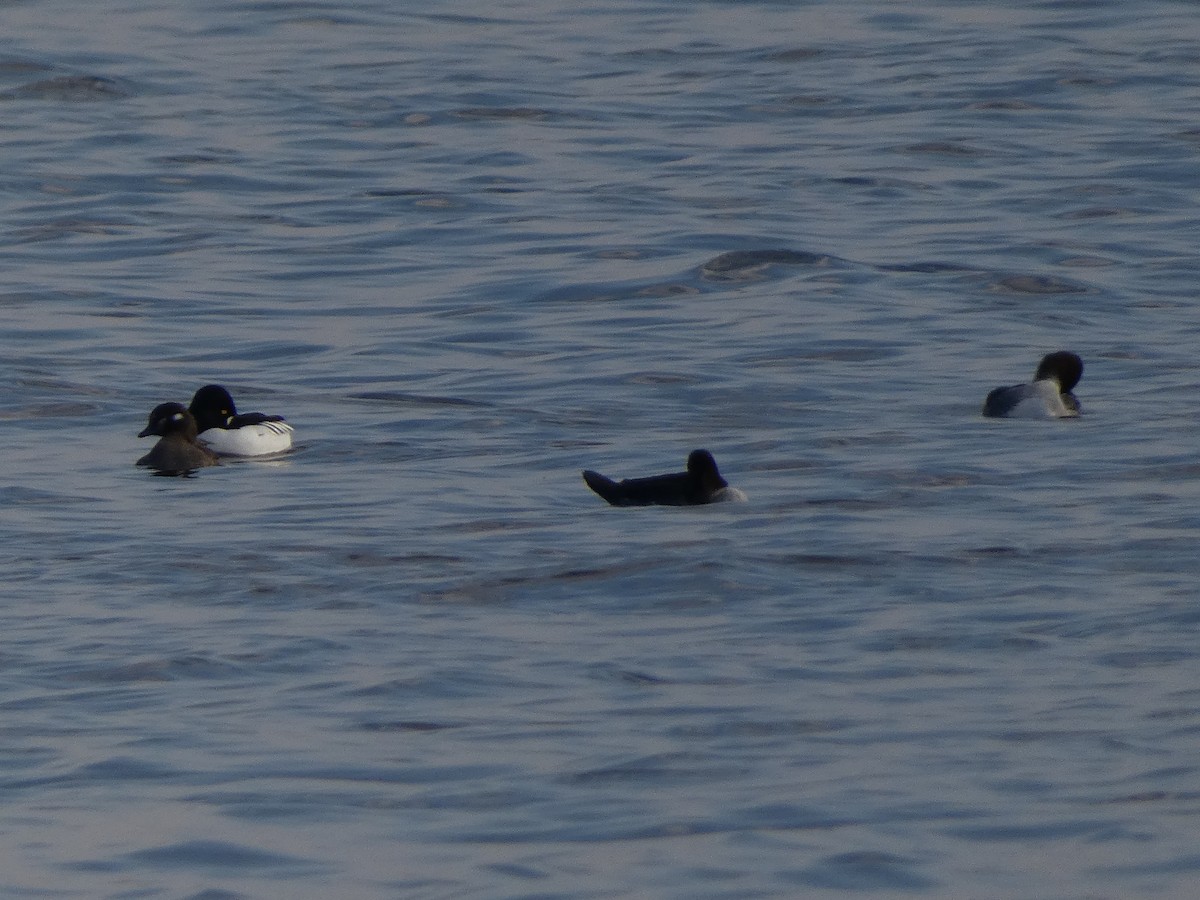 Harlequin Duck - ML611759732