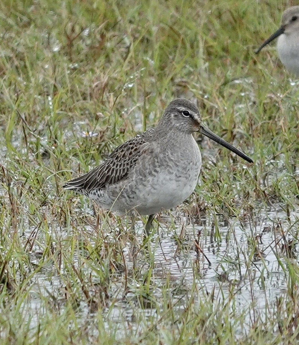 Long-billed Dowitcher - ML611759750