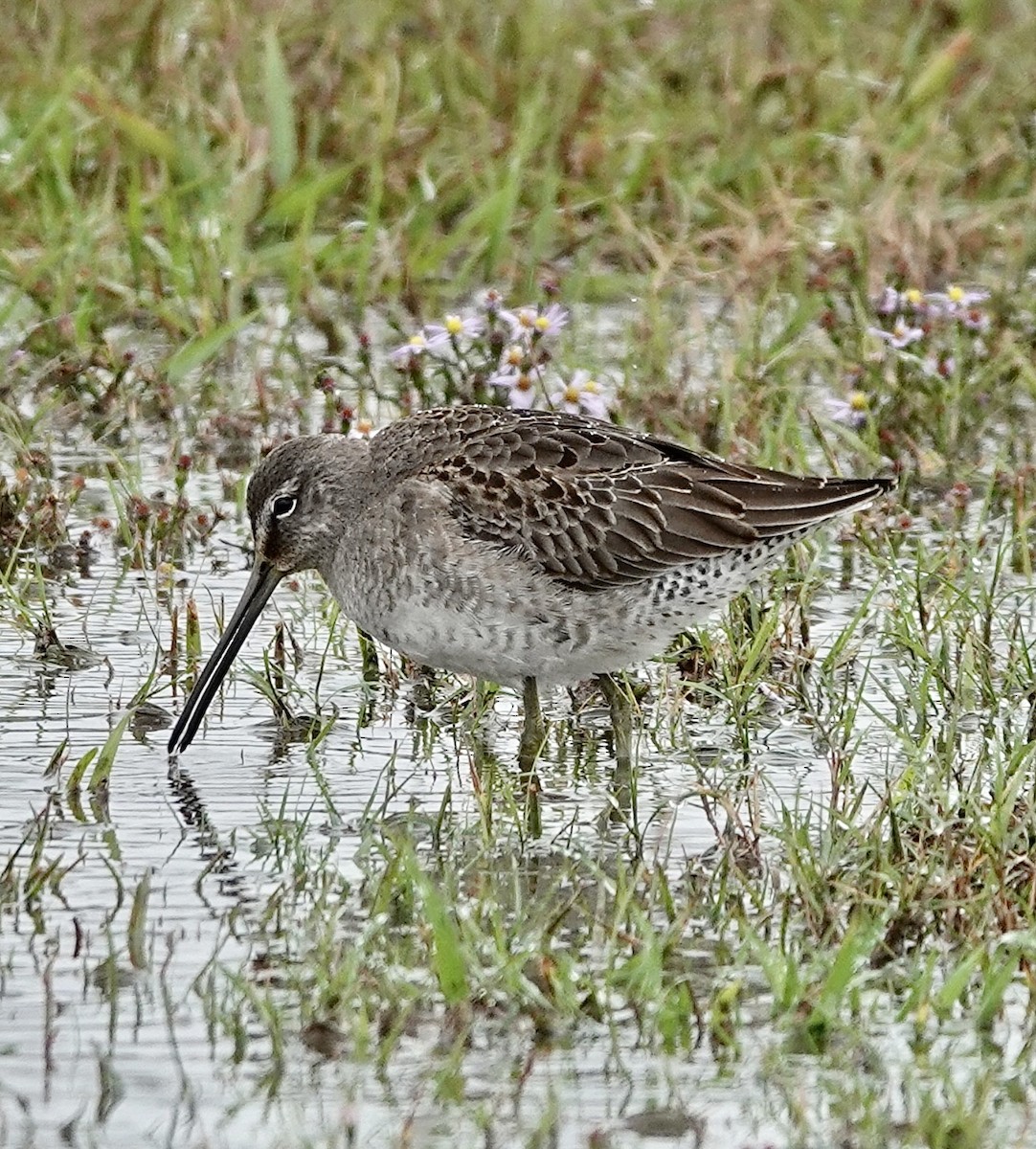 Long-billed Dowitcher - ML611759751