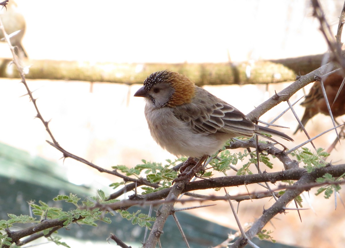 Speckle-fronted Weaver - ML611759781