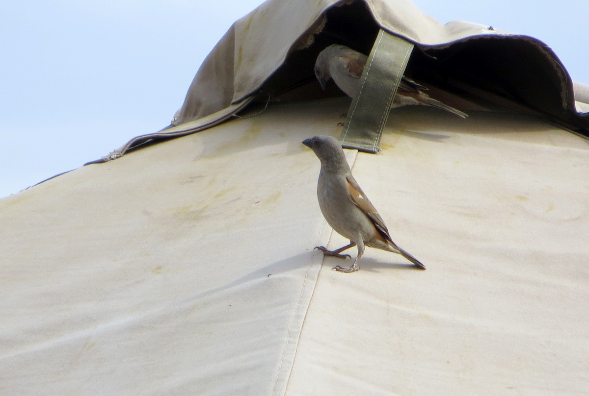 Parrot-billed Sparrow - ML611759784