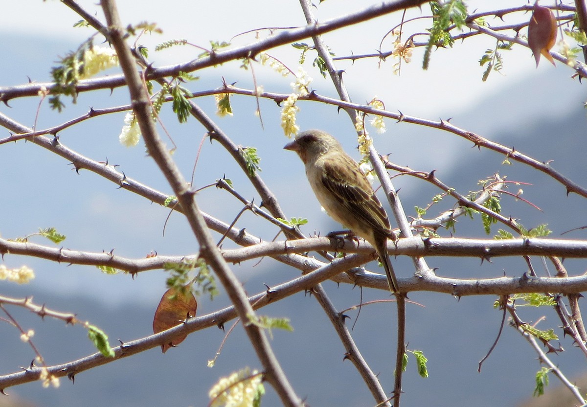 Chestnut Sparrow - ML611759788