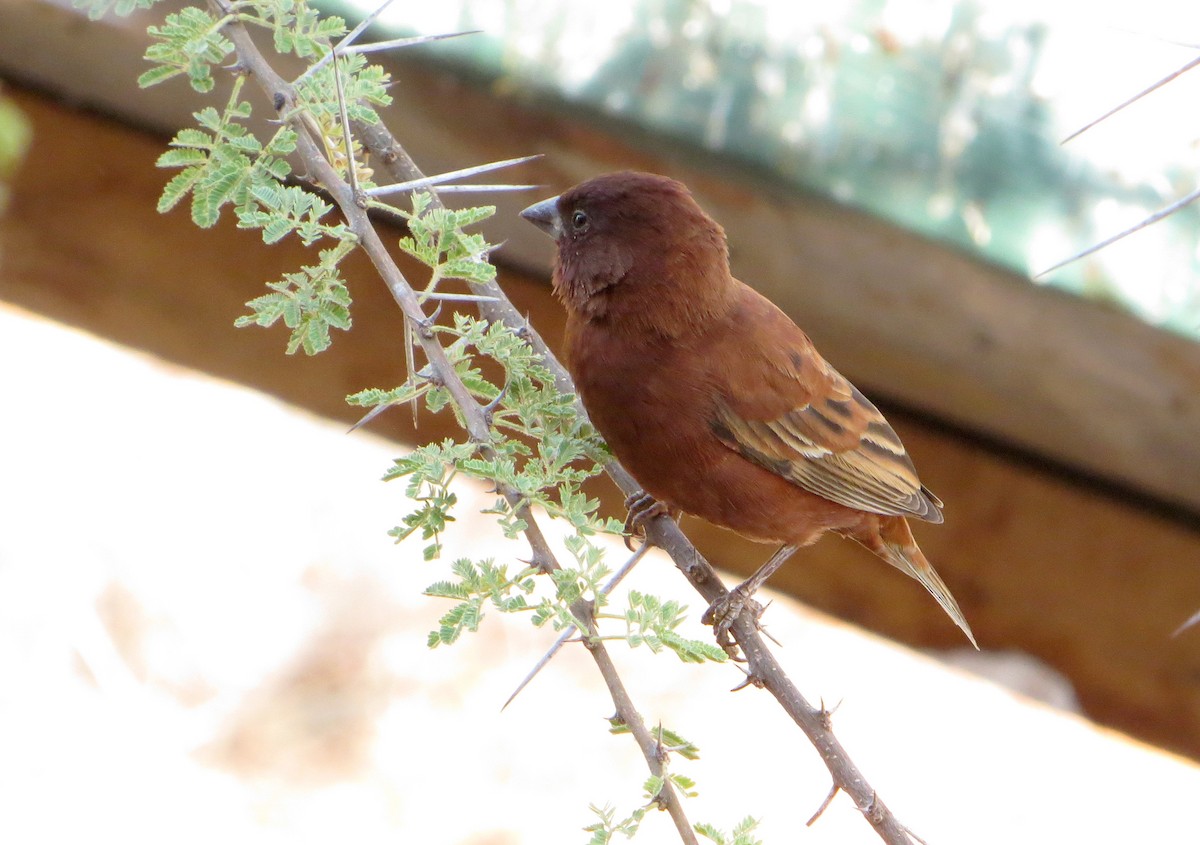 Chestnut Sparrow - ML611759789