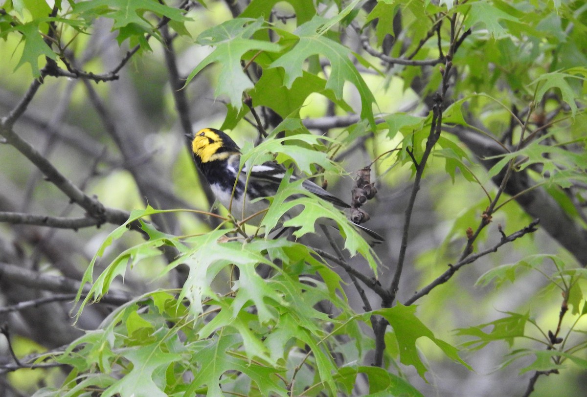 Golden-cheeked Warbler - ML611759838