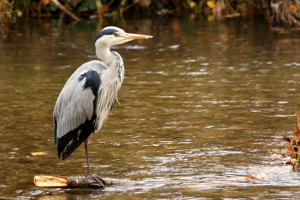 Gray Heron - ML611759903