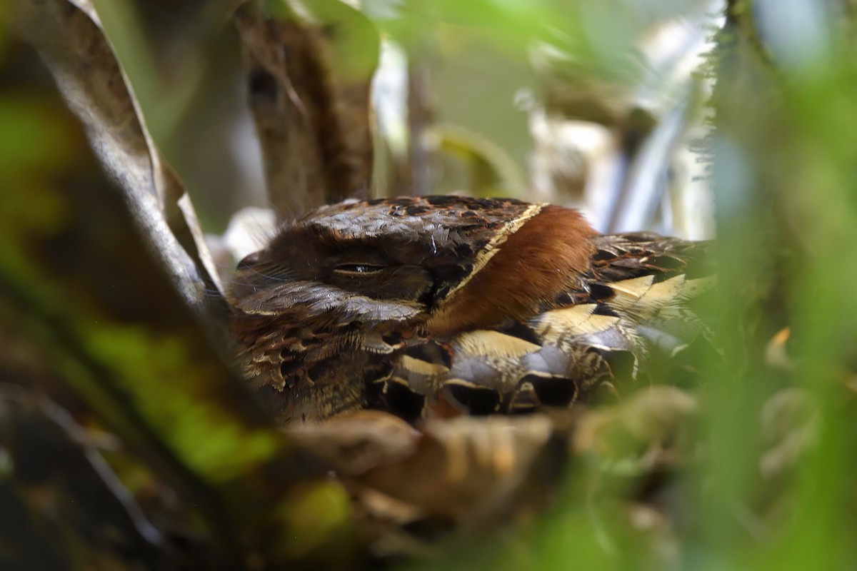 Collared Nightjar - ML611759910