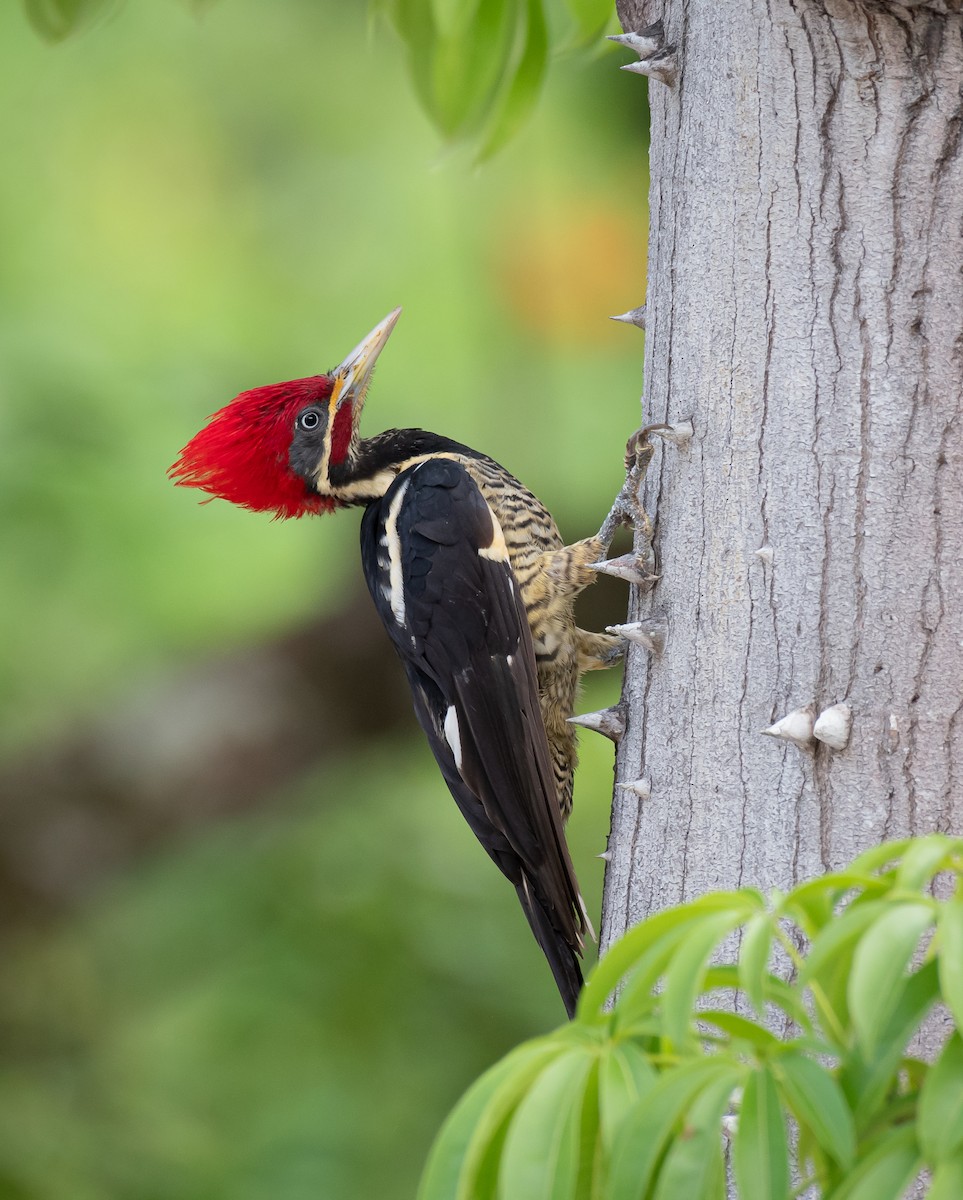 Lineated Woodpecker (Lineated) - ML611759914