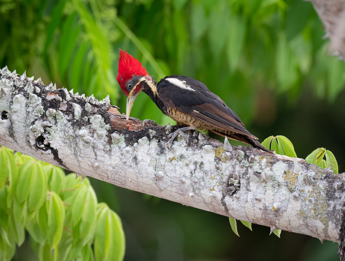 Lineated Woodpecker (Lineated) - ML611759915