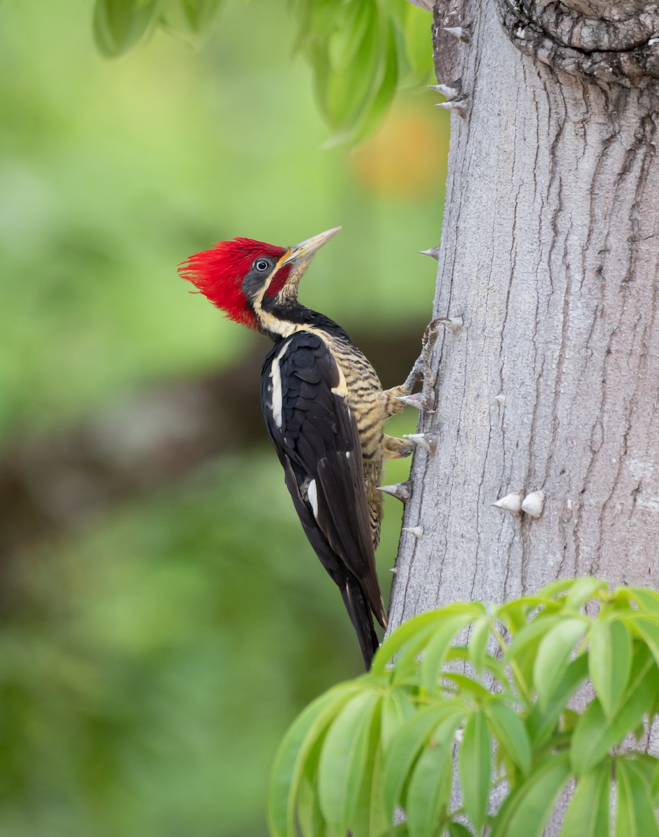Lineated Woodpecker (Lineated) - ML611759926