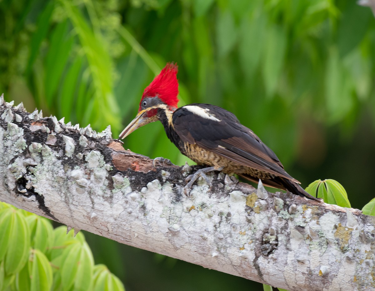 Lineated Woodpecker (Lineated) - ML611759927