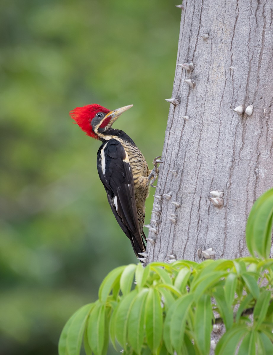 Lineated Woodpecker (Lineated) - ML611759928