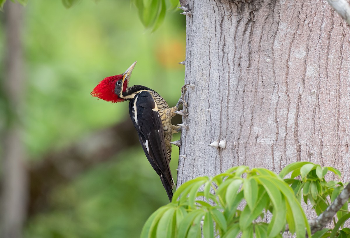 Lineated Woodpecker (Lineated) - ML611759929