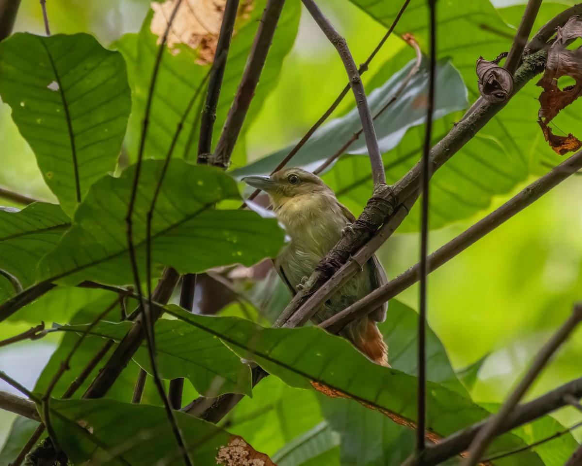 Russet Antshrike - ML611760005