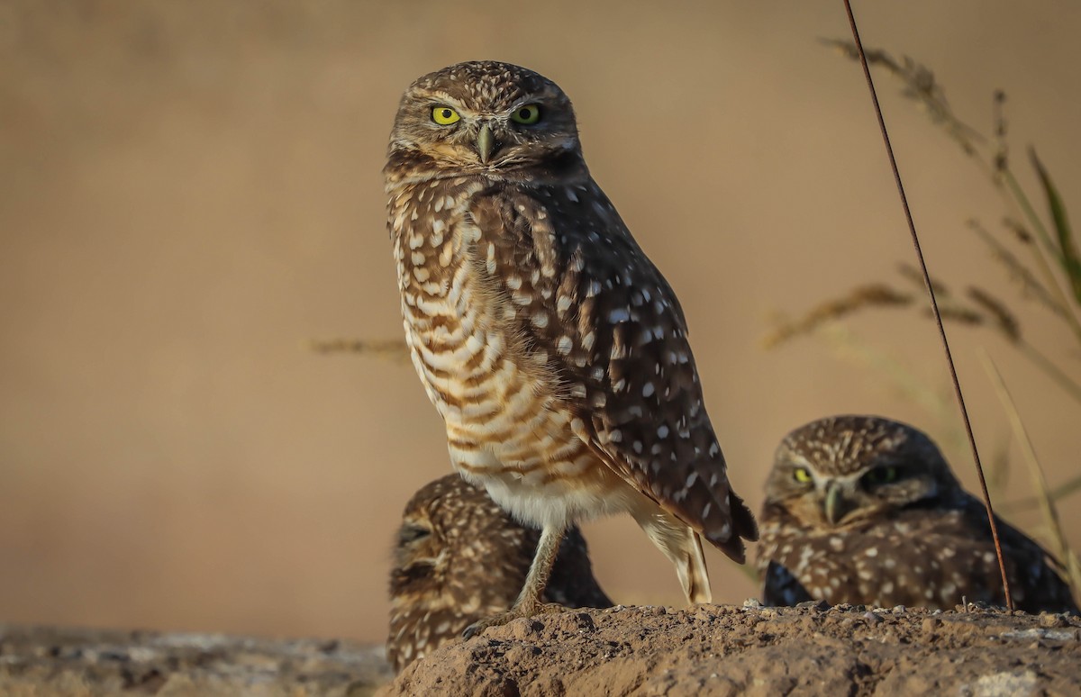 Burrowing Owl - ML611760088