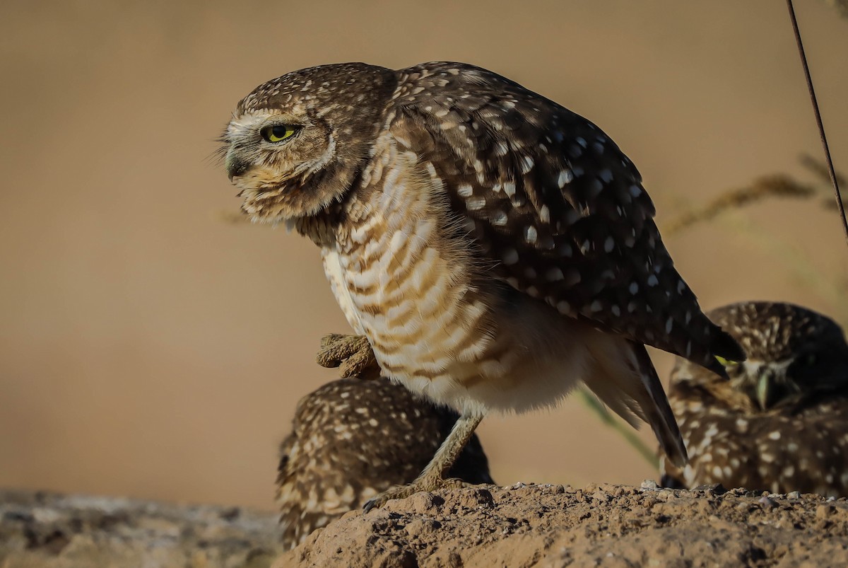 Burrowing Owl - ML611760090