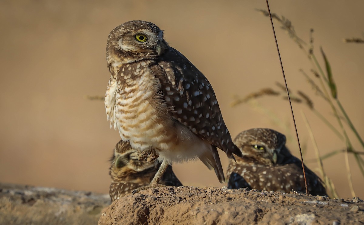 Burrowing Owl - ML611760093