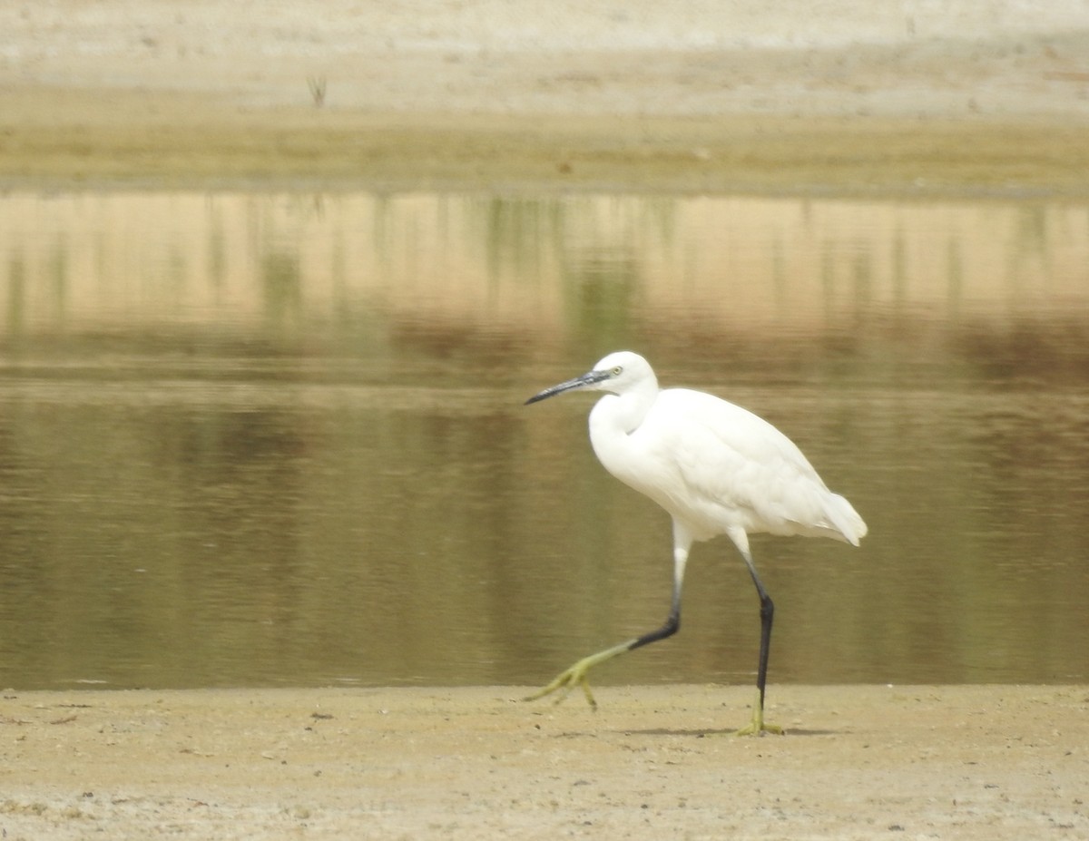 Little Egret - César María Aguilar Gómez