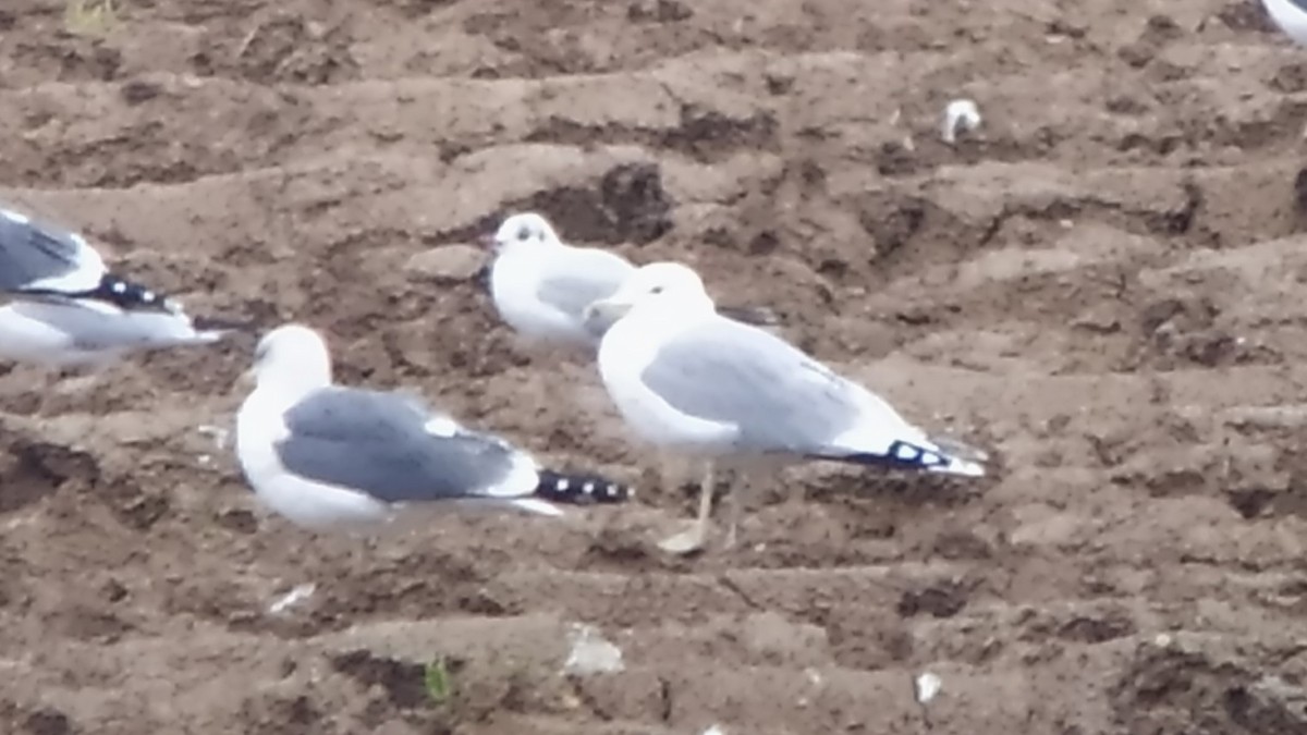 Caspian Gull - ML611760252