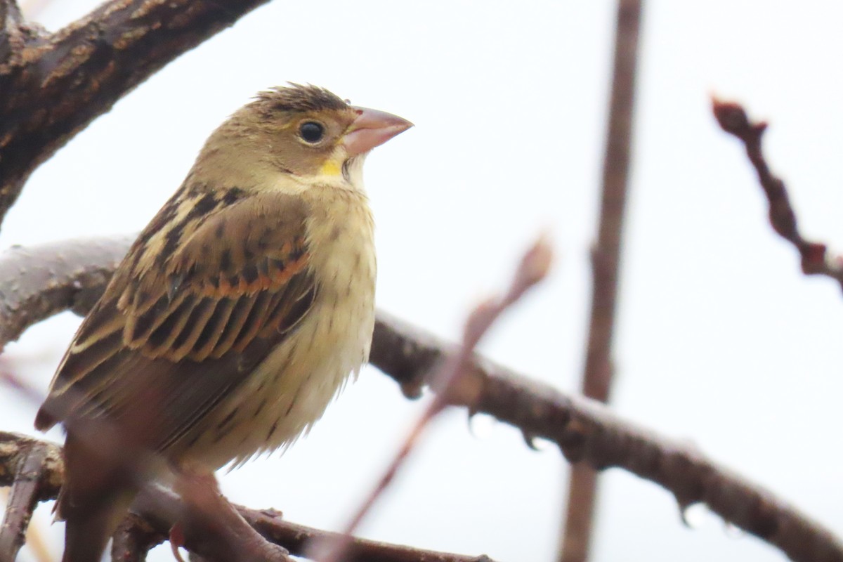 Dickcissel - Riley Walsh