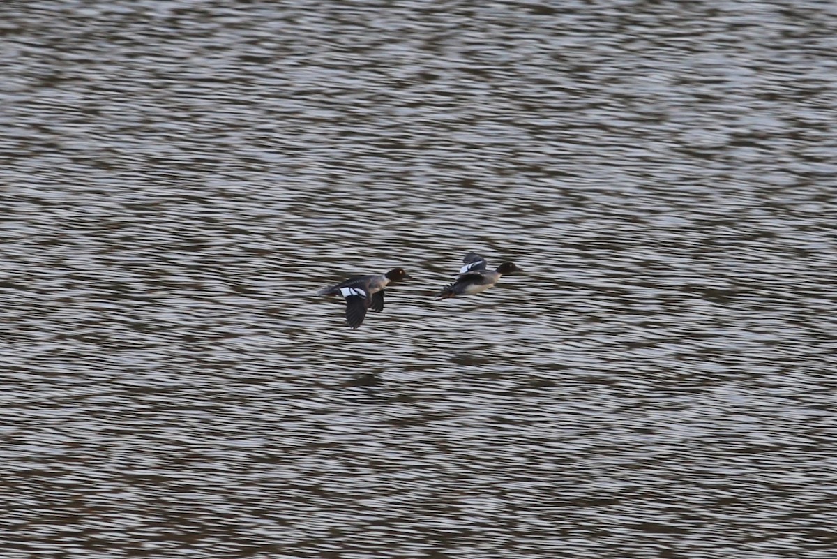 Common Goldeneye - ML611760332