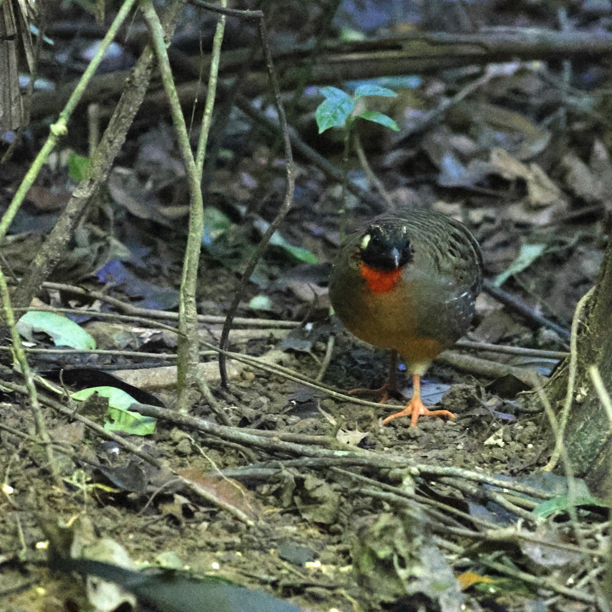 Hainan Partridge - ML611760358