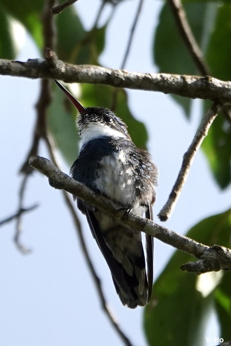 White-throated Hummingbird - ML611760366