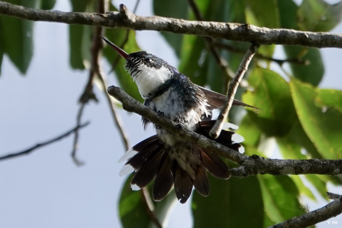 White-throated Hummingbird - ML611760367